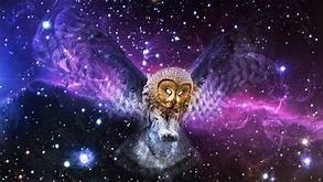 owl