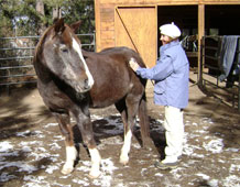 Horse